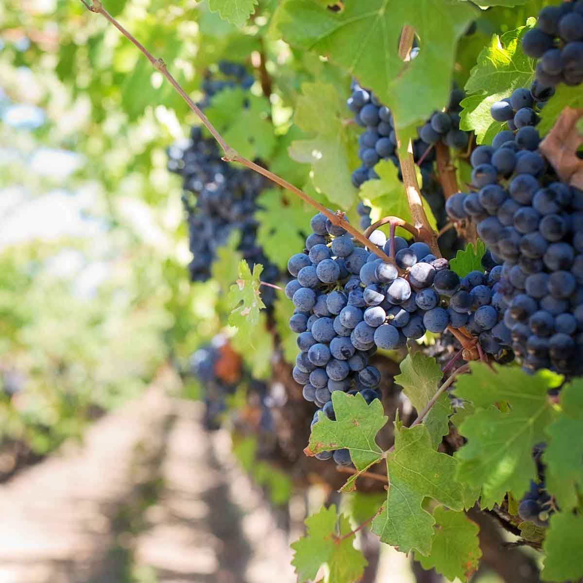 Photo d'une vigne - Pulvérisation par drone pour la viticulture